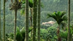 Coffee Plantation from "Life True" I